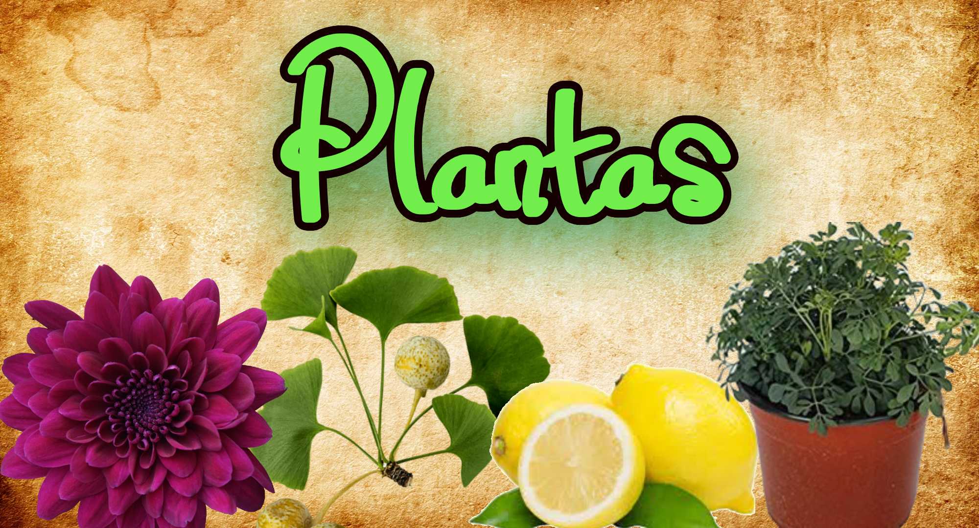 Plantas