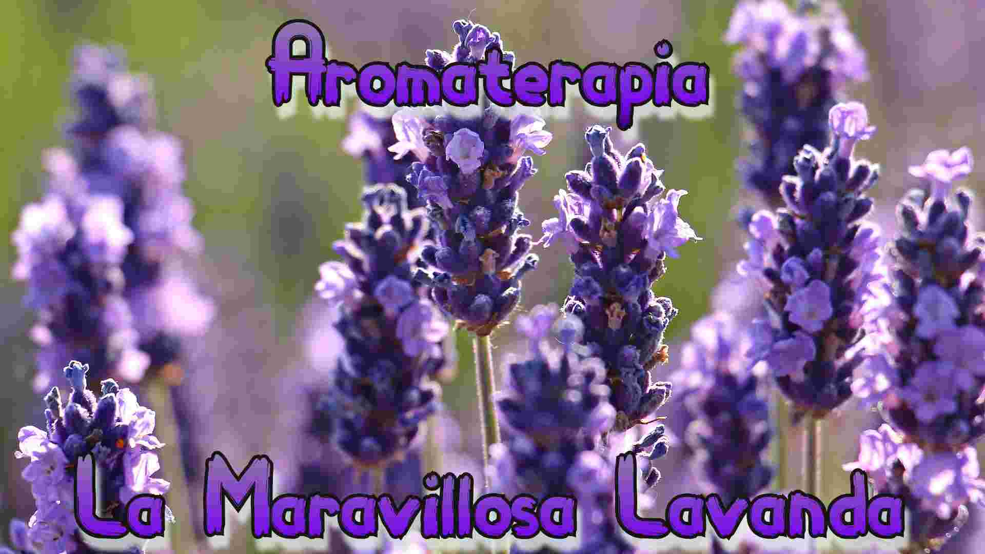 La maravillosa Lavanda